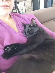 Photo de galerie - Garde de chat : j'ai moi même toujours eu des chats et en ai gardé un grand nombre ces derniers années. Je sais m'adapter aux besoins spécifiques 