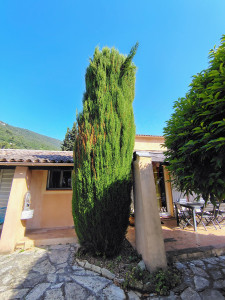 Photo de galerie - Taille de haies et d'arbustes