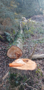 Photo de galerie - Abbatage arbre mort 