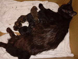 Photo de galerie - Ayant toujours eue moi même des chats j'ai l'habitude de m'en occuper et de savoir m'adapter à leurs besoins. Je garde régulièrement des chats pour mes proches ou en tant que famille d'accueil avant leurs adoptions. 