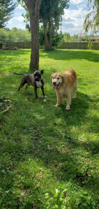 Photo de galerie - Malibou (golden retriever)
Foleck (américain staff)