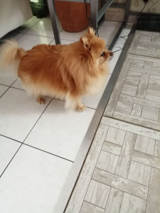 Photo de galerie - Garde chien