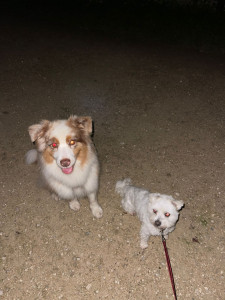 Photo de galerie - Garde Hippie