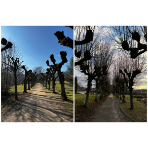 Photo de galerie - Elagage et coupe d'arbres