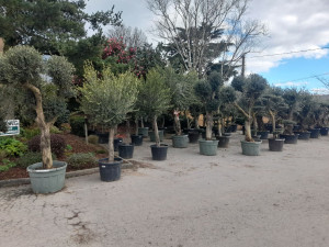 Photo de galerie - Pour tous besoins de conseil, aménagements paysagers plantes méditerranée gros sujets 
palmier oliviers contact moi 