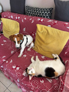Photo de galerie - Garde animaux