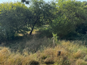 Photo de galerie - Avant défrichage complet du terrain