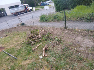 Photo de galerie - Arrachage de trogne à la main