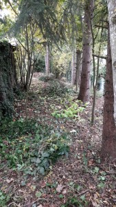 Photo de galerie - Elagage et coupe d'arbres