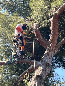Photo de galerie - Elagage et coupe d'arbres
