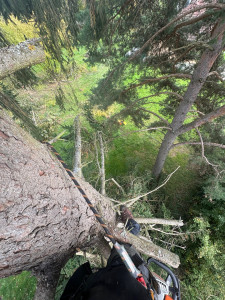 Photo de galerie - Abattage d’un sapin de 22 de haut