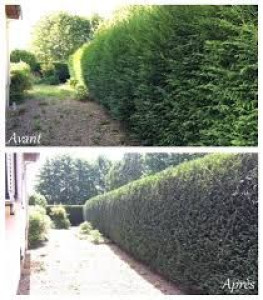 Photo de galerie - Taille de haies et d'arbustes