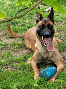 Photo de galerie - Berger Belge Malinois,Victoire 