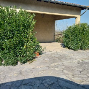 Photo de galerie - Taille des lauriers