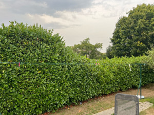 Photo de galerie - Taille de haies et d'arbustes