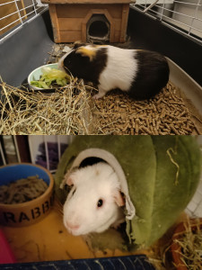 Photo de galerie - Les petites fripouilles New-York et Sydney 