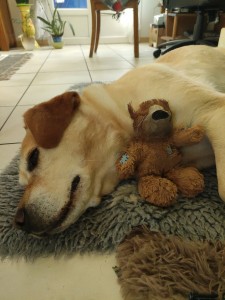 Photo de galerie - Garde chien