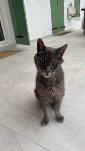 Photo de galerie - Visite a domicile pour garder un petit chat ( des médicaments sont à donner)
