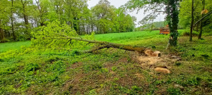 Photo de galerie - Elagage et coupe d'arbres