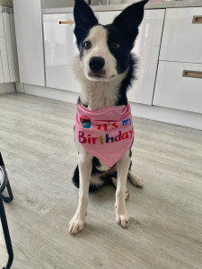 Photo de galerie - Même pendant une garde, on fête l’anniversaire du petit locataire ! Bon anniversaire Uska !