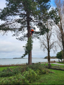 Photo de galerie - Démontage arbre avant abattage.