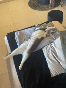 Photo de galerie - Mon  chat, Simba