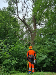 Photo de galerie - Paysagiste - Aménagement du jardin