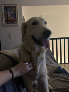 Photo de galerie - Garde d’un chiot durant un week-end complet ?