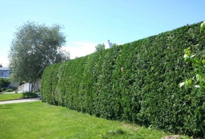 Photo de galerie - Taille de haies et d'arbustes