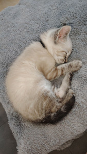 Photo de galerie - Voici mon ptit chat YOSHI 