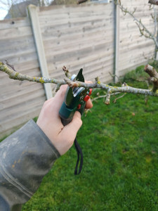 Photo de galerie - Specialition taille fruitière 