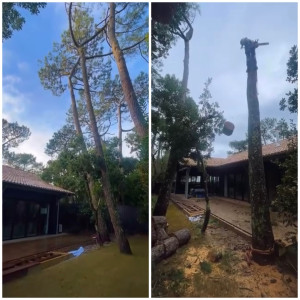 Photo de galerie - Elagage et coupe d'arbres