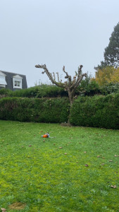 Photo de galerie - Taille Hivernale pour ce petit arbre 