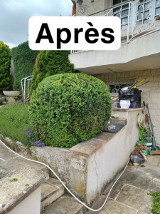 Photo de galerie - Taille de haies et d'arbustes