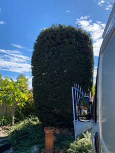 Photo de galerie - Taille de haie 