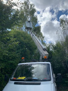 Photo de galerie - Étêtage de peuplier 