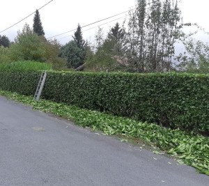 Photo de galerie -  taille de haies
