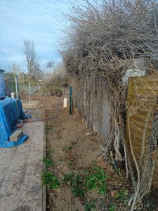 Photo de galerie - Taille de haie 