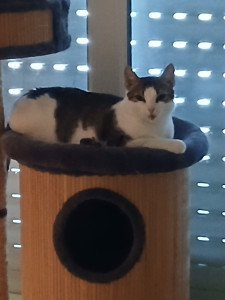 Photo de galerie - Petite savanah 

