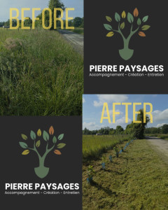 Photo de galerie - Taille de haie bocagère