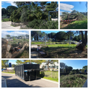 Photo de galerie - Découpe et évacuation d'un pin d'alep tomber sur une aire d'autoroute. 