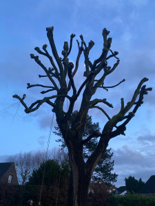 Photo de galerie - Gros salix babylonica réalisé en tête de chat 