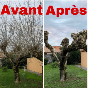 Photo de galerie - Taille-d’arbres avant-après 