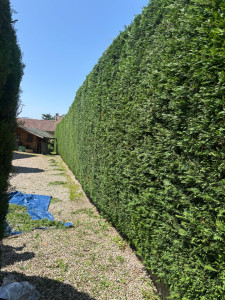 Photo de galerie - Taille de haie