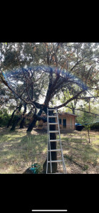 Photo de galerie - Elagage et coupe d'arbres