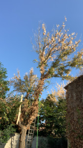 Photo de galerie - Elagage et coupe d'arbres