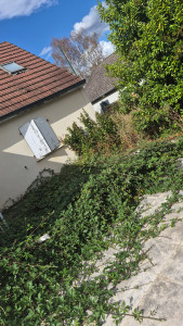 Photo de galerie - Invasion de roncier 