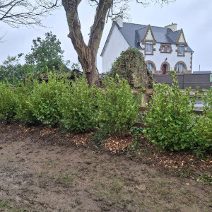 Photo de galerie - Plantation d'une haie de griseline pour cacher la vue d'une rue passante 