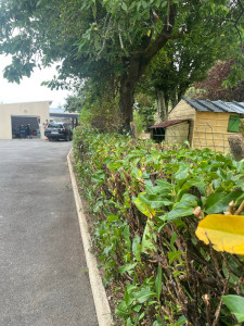 Photo de galerie - Taille de haie avec ramassage 