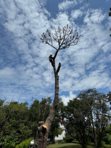 Photo de galerie - Elagage et coupe d'arbres